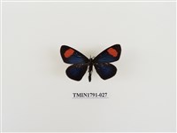 藏品(外國蝴蝶)的圖片